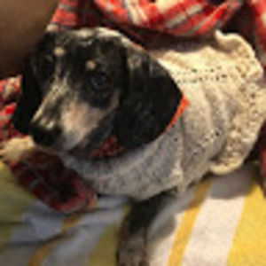 Meet your Posher, Bess